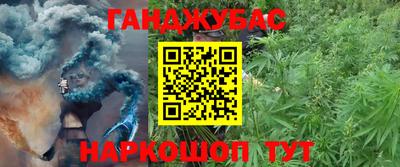 шишки Гай