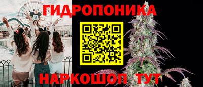 шишки Гай