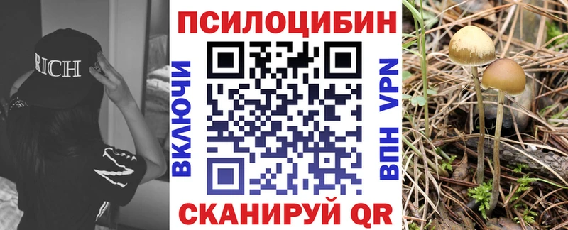 Галлюциногенные грибы Psilocybe Кизляр